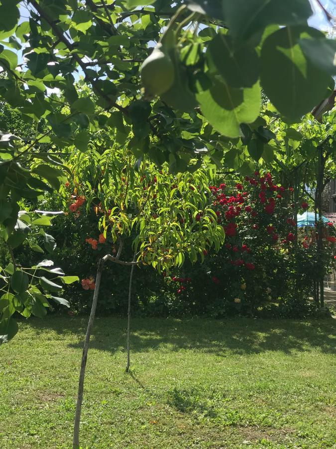 Guesthouse Planinsko Gnezdo Tŭzha Zewnętrze zdjęcie
